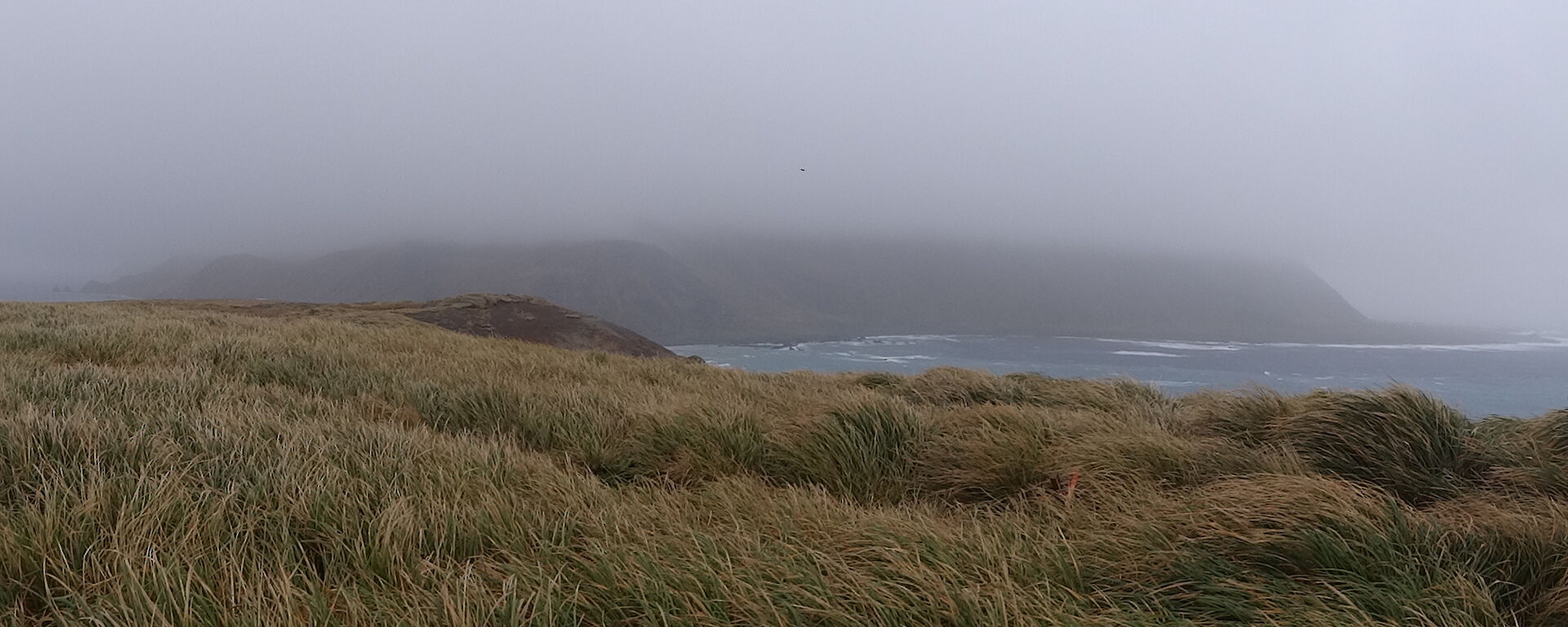 Looking south from North Head in the forefront is tussock grass been blown by the wind in the background you see the mountains covered by clouds and the ocean