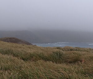 Looking south from North Head in the forefront is tussock grass been blown by the wind in the background you see the mountains covered by clouds and the ocean