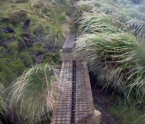 A two plank wide step, amongst the grass tussocks