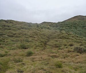 A relatively steep slope, covered in grass tussocks with Chris at the top of the picture