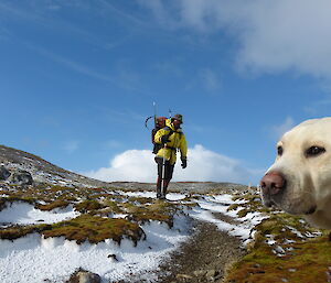 Tom standing on the top of a snowy hill wearing his yellow jacket,red pack and holding his walking stick. In the forefront is a one of the detection dogs called Flax he is a yeloow labrador retriever.