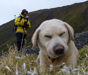 Flax the dog in the forefront having a nap amongst the flowers and Tom standing in the back ground wearing his yellow jacket, back pack and holding his pole.