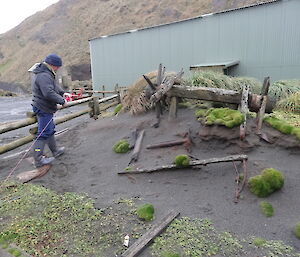 Chris is laying out string to make a grid over an area where an axcavation will take place in the area there is tussock grass and left over old artifacts