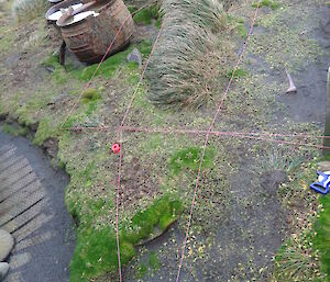 The pink grid made from pink string breaking up the area for excavation, the area is made up on uneven ground tussock and there are 3 large boiling pots sitting to one side