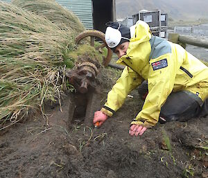 Patty on her knees excavating on the sight uncovering wood behind her there is a wheel next to the tussock grass.