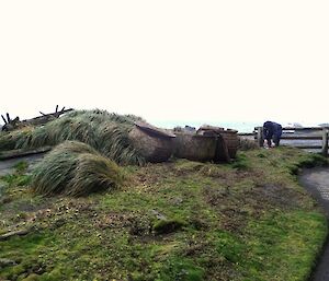 a grassy tussocky area where an excavation will take place. Chris is leaning down on the right hand side getting equipment ready