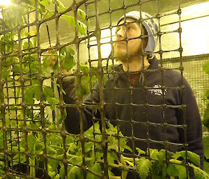 Aaron pollinating tomatoes with a paint brush