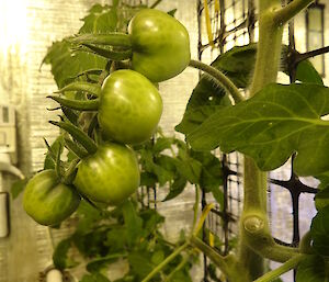 a bunch of green tomatoes