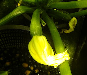 Zucchini and yellow flower