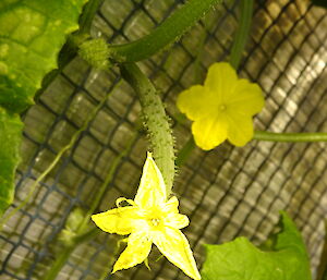 Cucumber and flower plant