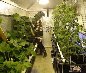 Patty with a brush standing amongst the plants at the back of hydroponics help to pollinate the plants