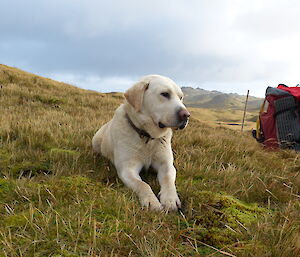 Flaximus Prime the golden Labrador taking a break on the plateau of Macquarie Island, resting on the grass and looking regal.