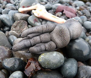 It seems the feet are the only inedible part of a penguin. The Black rubbery foot of a King Penguin extends from the leg bones leftover on a pebbly beach after the scavenging of a penguin carcass.