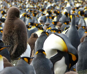 Brown and fluffy king penguin chick stands on a rock above the colourful King Penguin adults in the midst of a crowd of King Penguins at Lusitania Bay rookery.