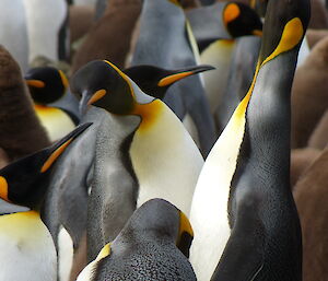 An adult king penguin stands with neck extended, trumpeting amongst four or five adult King Penguins at Lusitania Bay. There are a few brown King Penguin Chicks in the background.