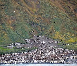 The view from one of the boats towards a big king penguin colony at Lusitania Bay, showing a huge number of adult and brown chicks