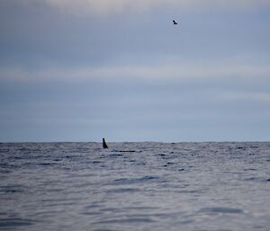 A single dorsal fin of an Orca seaward of the IRB.