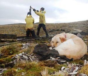 Finn, the MIPEP hunting dog (white labrador) is taking a well earned break in the foreground. In the background Chris, knee deep in mud is holding a post while Nick is just about to strike the top of the post with a sledge hammer