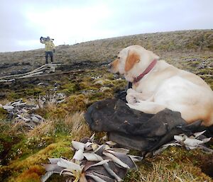 Finn, the MIPEP hunting dog (white labrador) lifting his head to see if it’s time to go back to work yet. Nick can be seen in the background carrying some timber on his shoulder for the new board walk track