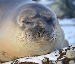 A close up of a young elephant seal, lying on the snow, with what appears to be a smile on its face