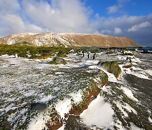 View south along the coastal tussock of West Beach, with some gentoo penguins and elephant seals amongst the tussock and the steep slopes in the background