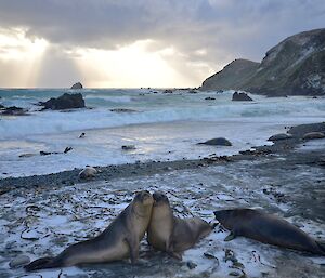 View of West Beach covered with patches of snow. There are several elephant seals on the beach with a pair play fighting in the foreground. The setting sun is sending beams through the cloud