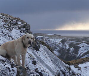 Flax the dog who is a golden Labrador retriever sitting on a cliff with the mountain range covered in snow and ocean behind him