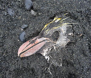 A head of a dead Royal penguin in the sand