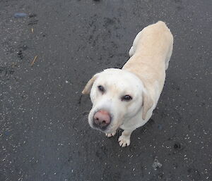 Flax the dog who is a golden Labrador retriever