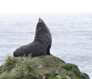 We saw from a great distance this Fur seal sitting on the top of a rock stack chilling out.