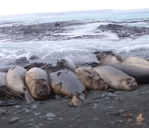 Elephant seals laying next each other on the beach