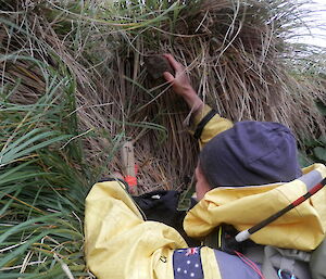 Ange putting a ‘chew stick’ in the ground amongst the tussock grass at Carrick Bay