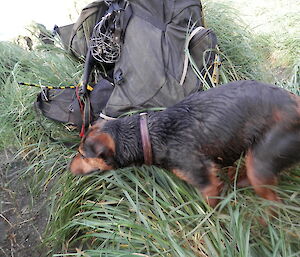 Chase (the rodent dog), wet and covered in mud, after a "wallow incident" at Hurd Point.