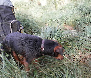 Chase (the rodent dog) after a "wallow incident" at Hurd Point. He is wet and covered in mud