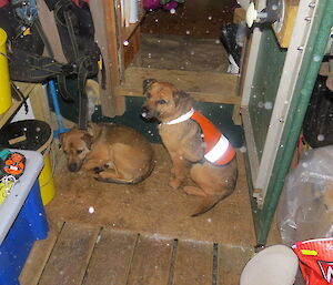 Cody and Bail (the rodent dogs) in the Davis Point hut cold porch sheltering form the snow falling outside
