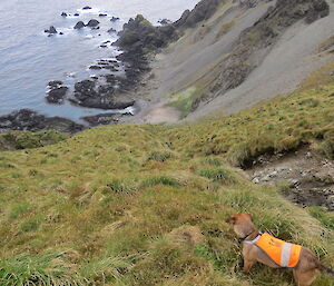 Cody standing at the tussock covered slope of the Star Bay jump-down