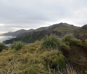 View of the rugged coastline from the top of the Star Bay jump-down. Cody (the rodent dog) lies amongst the tussock