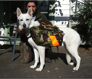 Billy at home with his white shepherd Cariad. Cariad is wearing a pack harness