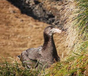 Brown giant petrel next to tussock grass