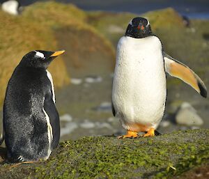 Penguins standing together