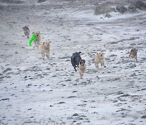Racing to the finish across the snow blown isthmus — Colin leading the closing pair of Wags and Flax, while the other 6 dogs are spread out across the field