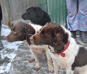 The Joker, Colin and Flax lining up for photos, while snow blows around them