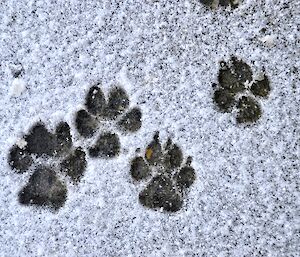 Autographs of the race participants — shows 4 paw prints in the snow