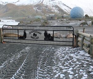 The refurbished Macca gate — looking out from the station. There are three elephant seals just outside the gate and the snow covered hills provide a beautiful backdrop
