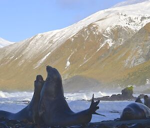 Ele seals on the isthmus and big swell on the east coast, with the snow covered slopes in the background