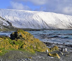 Another colourful view along West Beach — there are several gentoo penguins next to a rock stack in the foreground that has many shades of green and orange vegetation, with shades of white in the snow on the hills in the background. Also the vivid blue colour of the ocean waters