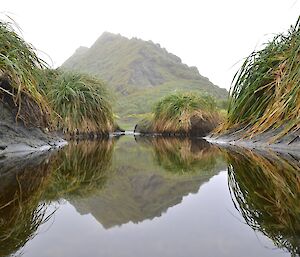 Reflections of Razorback in a elephant seal wallow. Tussock mounds line each side of the wallow