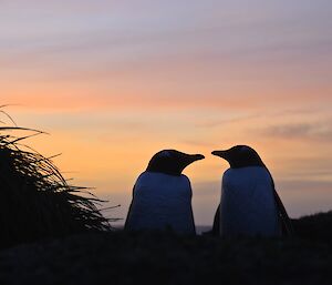 Penguin silhouette. Two gentoo penguins silhouetted against a sunset of shades of pink and orange