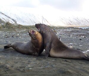 Elephant seals winter play. Two elephant seals ‘play’ fighting, with the snow covered slopes in the distant background