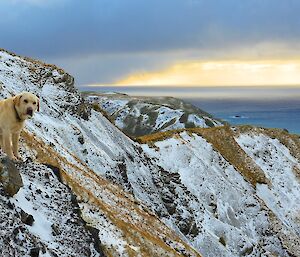 Flax, the golden labrador is perched on the snow covered rocky slope near the top of Gadgets